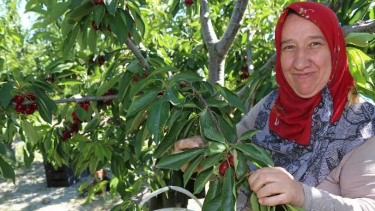 Bursa Keles Kirazı’nda ilk hasat etkinliği