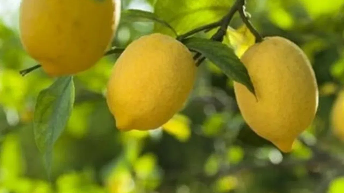 Limon ithalatına kapı açıldı! Limonda ‘gümrük’ yüzde 10’a düşürüldü
