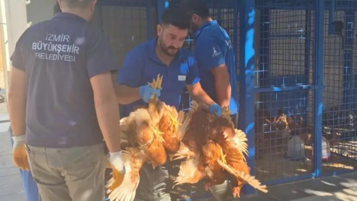 Yangından kurtarılan tavuklarına kavuştu