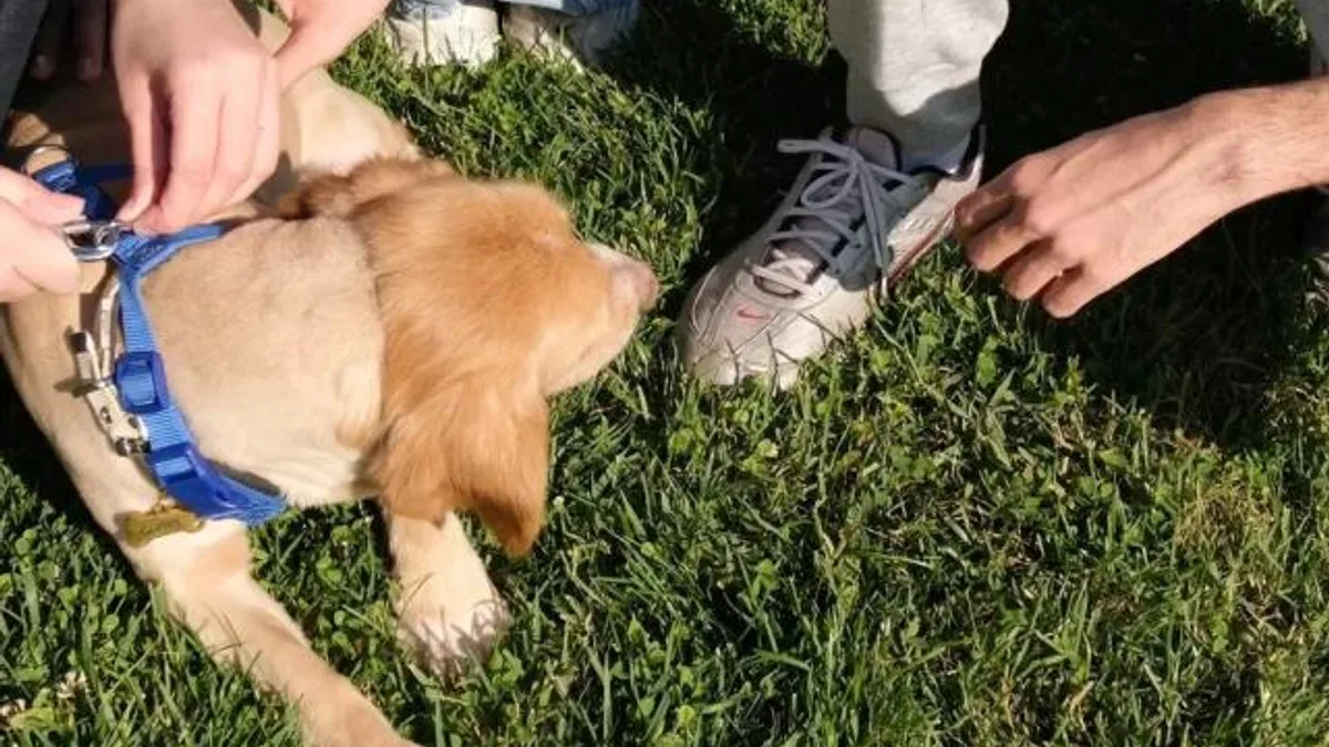 “Pati İzi” sokak hayvanlarına umut oluyor