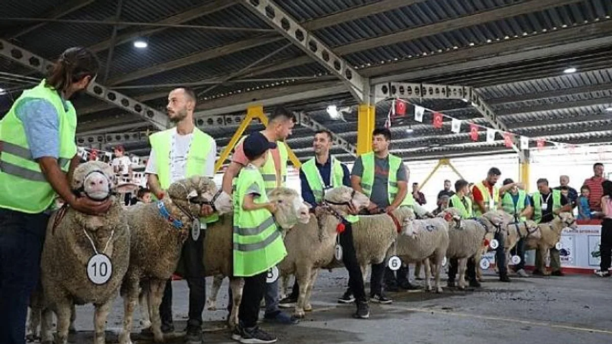 İnegöl’de Koç Ve Tavuklar Kıyasıya Yarıştı