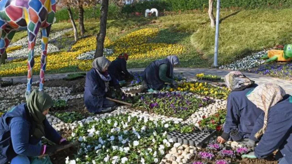 Bursa Osmangazi’de 300 bin kış çiçeği toprakla buluşuyor