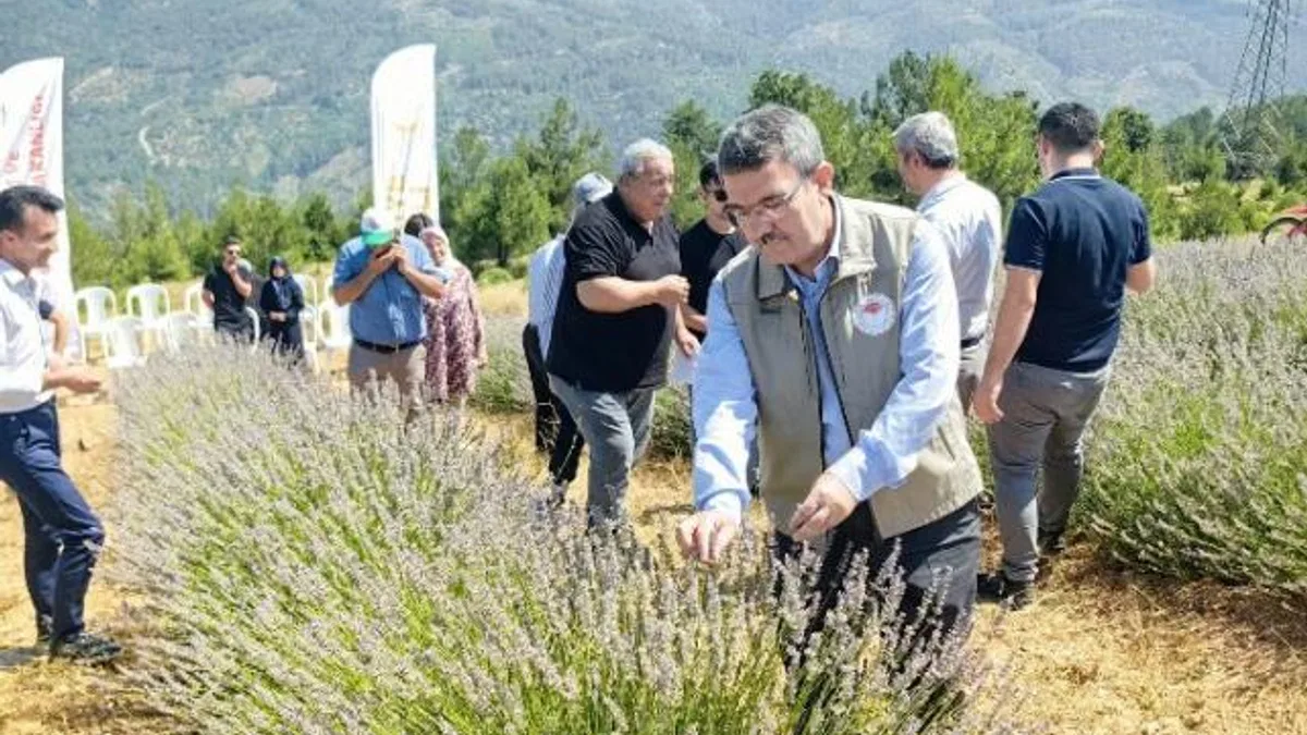 Bursa Orhaneli lavanta kokuyor