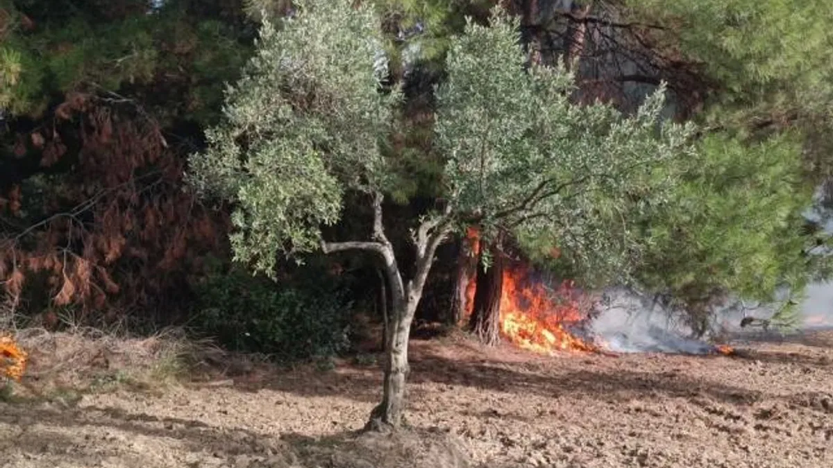 Mudanya Çağrışan’da tarım arazisinde çıkan yangın korkuttu