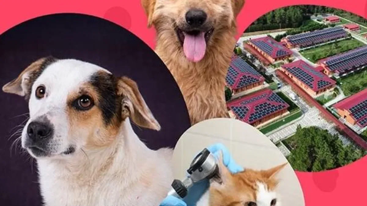 İstanbul Vakfı’ndan can dostlara destek çağrısı