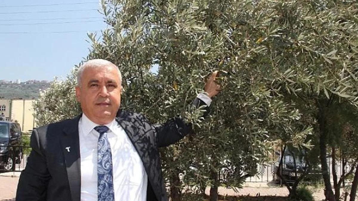 Sofralık zeytin ihracatında tarihi rekor… Sofralık zeytin ihracatı 210 milyon dolara ulaştı