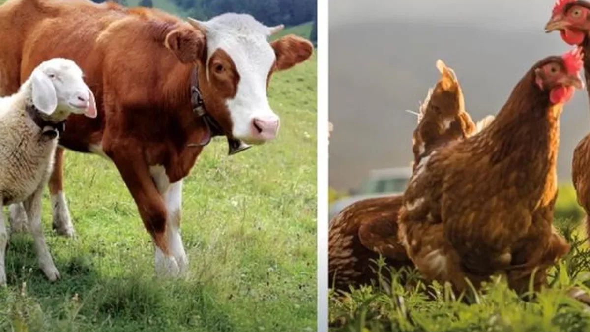 Hayvansal üretimde yükseliş… Sığırdan bala kadar artış var
