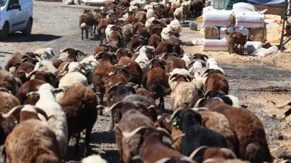 İzmir Karabağlar’da Kurban Bayramı öncesi örnek uygulama