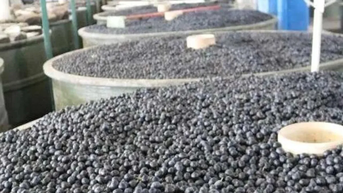 Marmarabirlik’in yeni ödeme belli oldu… Zeytin üreticisine üçüncü dilim ödemeler 6 Aralık’ta