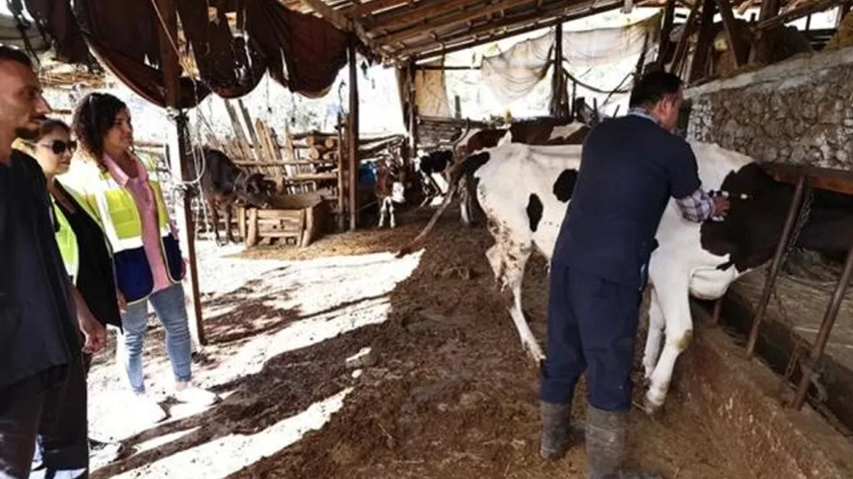Denizli mastit hastalığıyla mücadele ediyor… İlk doz aşılar yapıldı