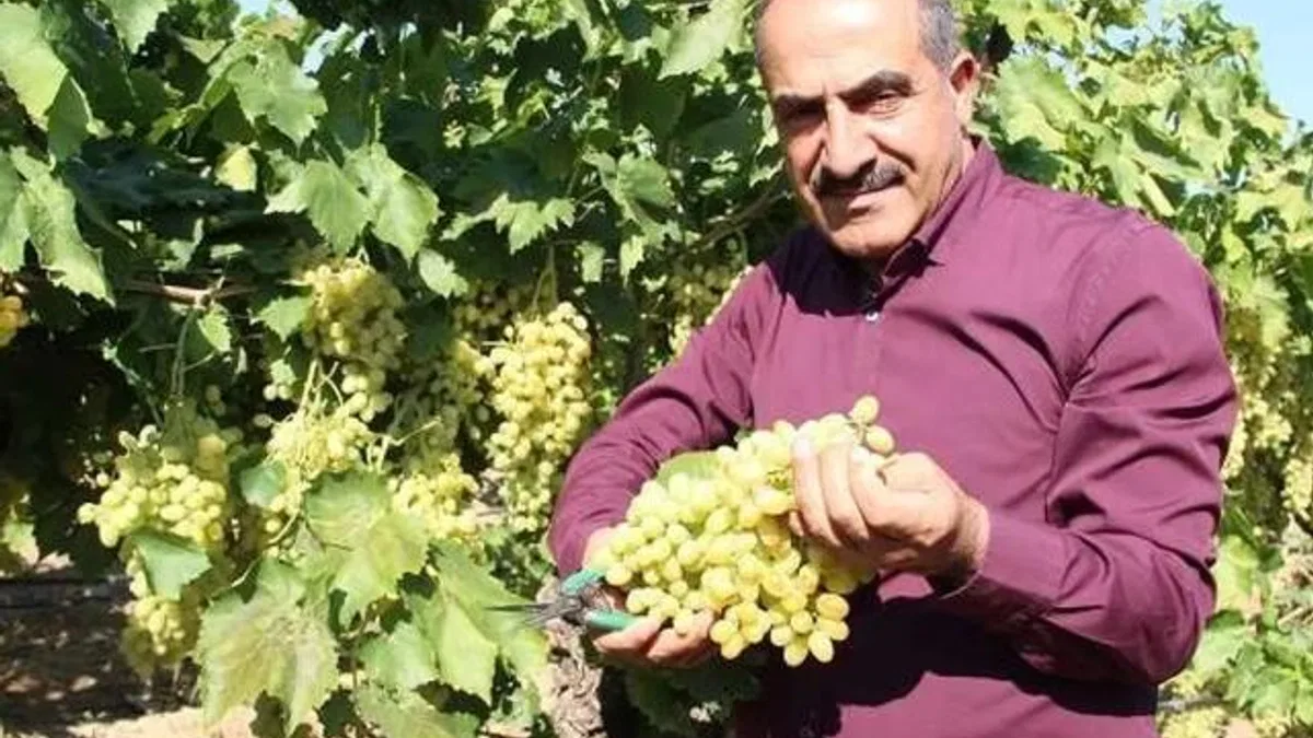 Sofralık üzüm 25’inde ihracat yolcusu