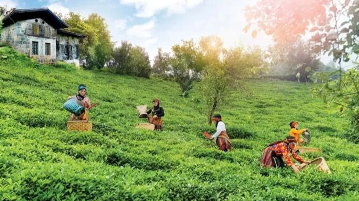 Çay topraklarına can suyu… Rize, Trabzon ve Artvin’de çay bahçelerinde verim arttı