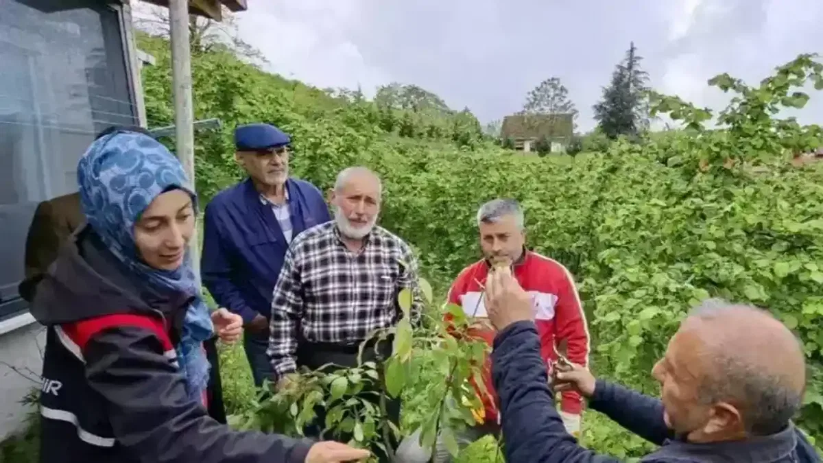 Büyükşehirin aşı ‘Ordu’su büyüyor