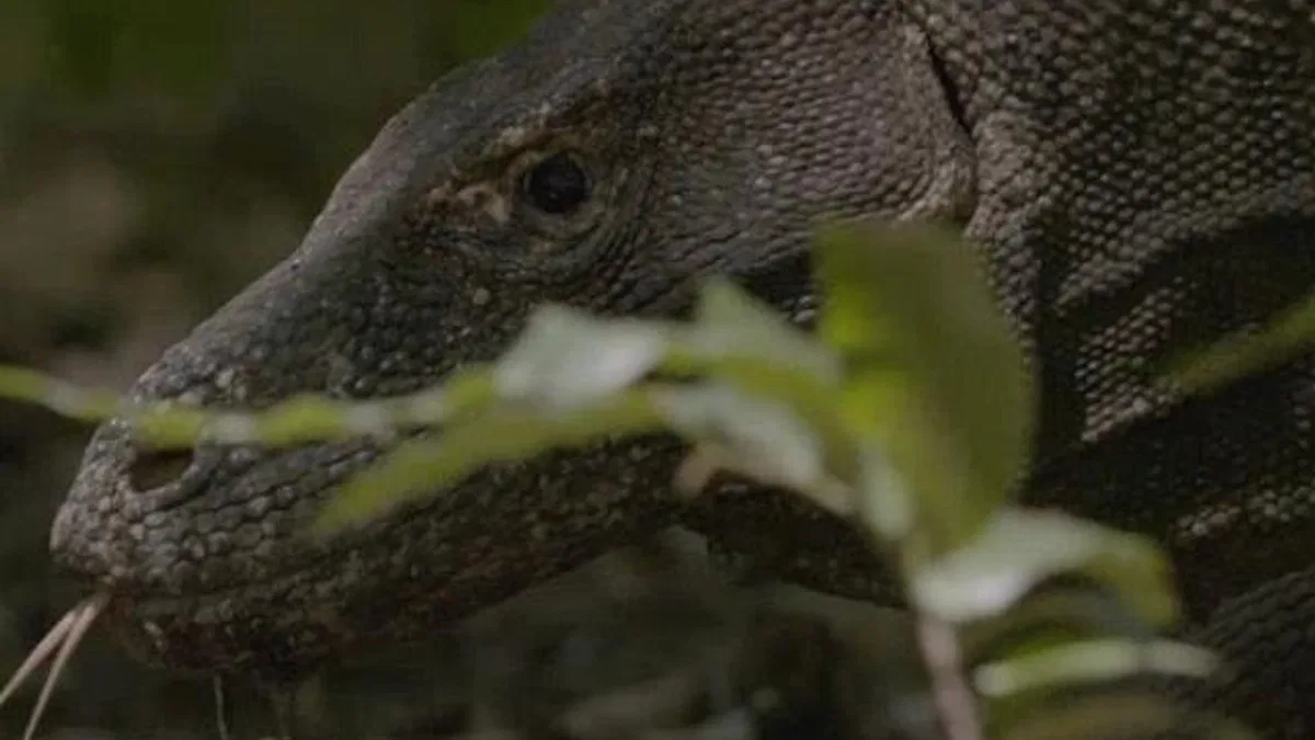 Dünyanın En Büyük Kertenkelesinin Mücadelesini Anlatan ‘Ejder Günü’ 6 Ekim Pazar Günü 20.00’de National Geographic WILD Ekranlarında!