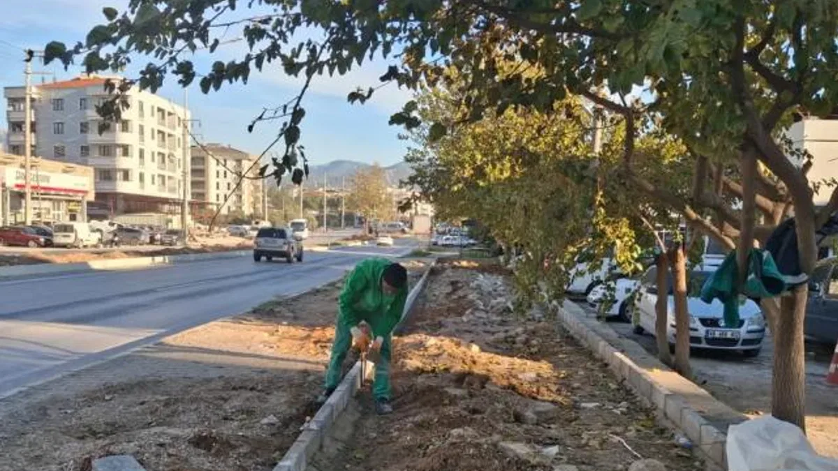 Muğla Milas’ın dört bir yanı yeşile bürünüyor
