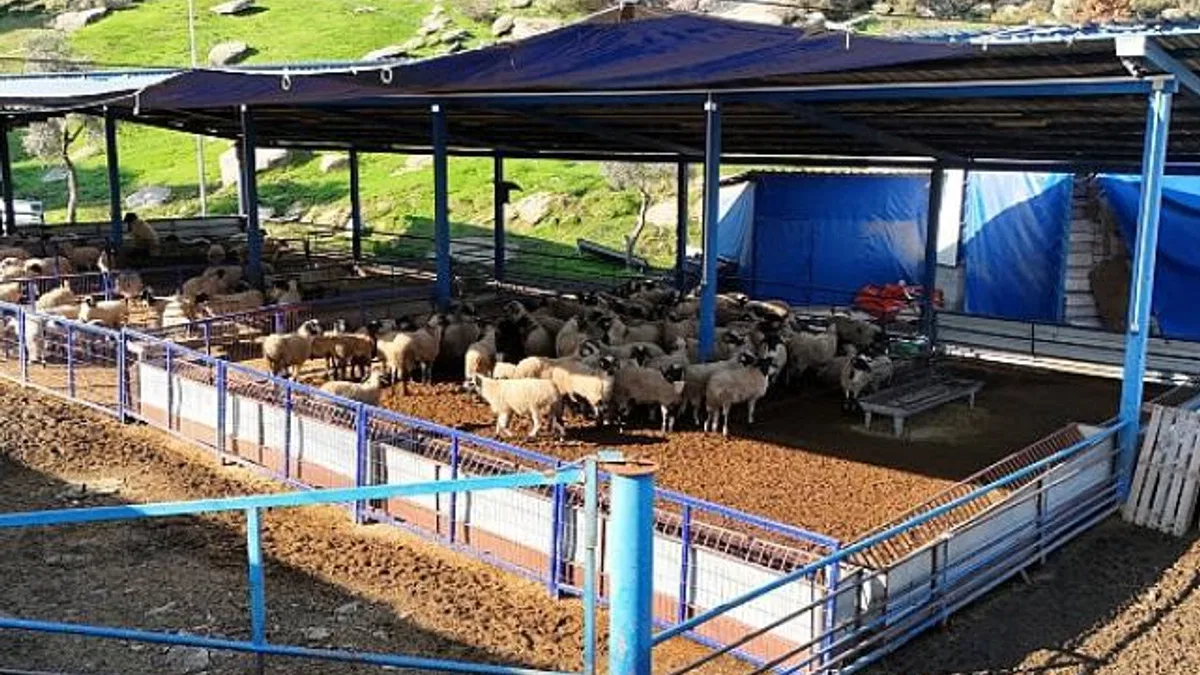 Başkan Çerçioğlu’nun aile tipi koyunculuk projesi her geçen gün büyüyor