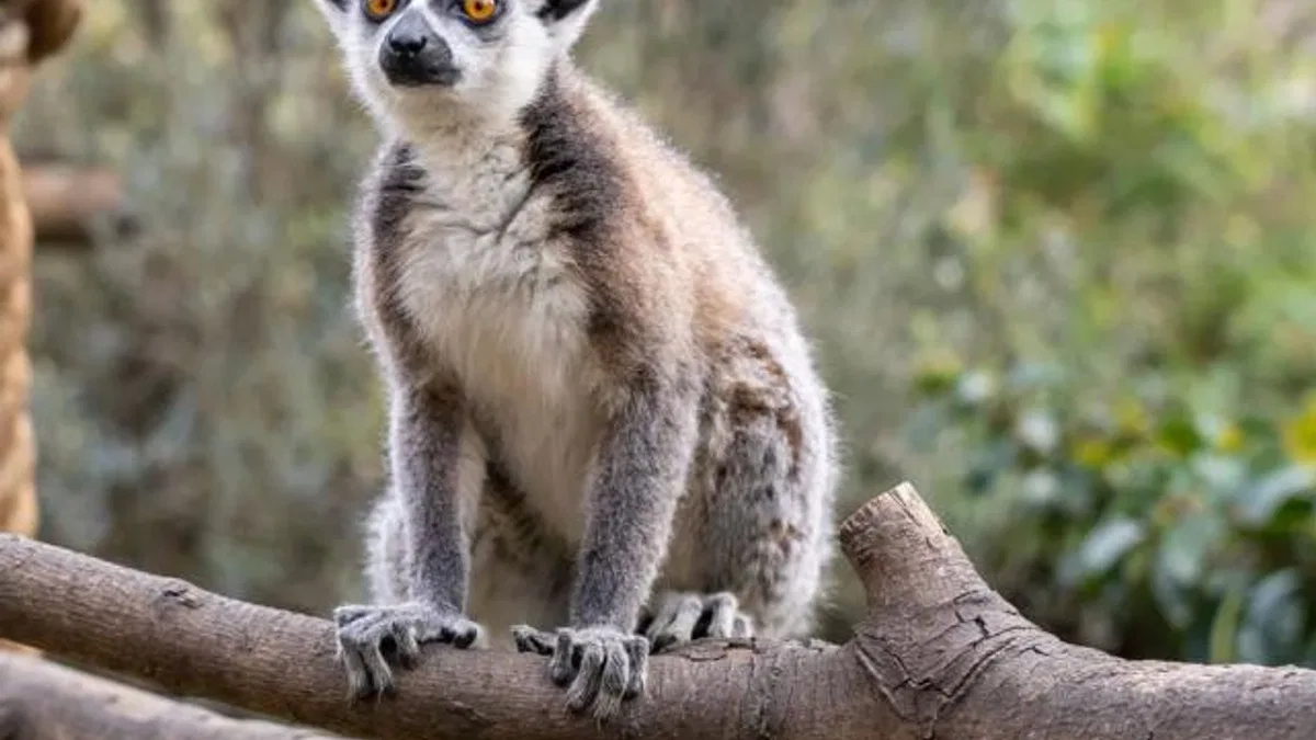 Lemur türlerinin korunmasına dikkat çekildi