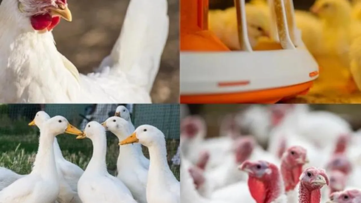 Kanatlı işletmelerinde biyogüvenlik kuralları güncellendi