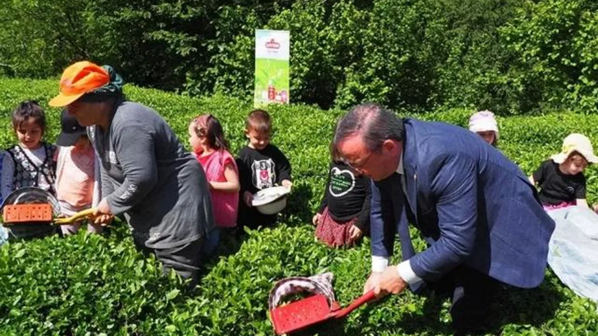 Çay hasadında çocuklarla gelenek bozulmadı