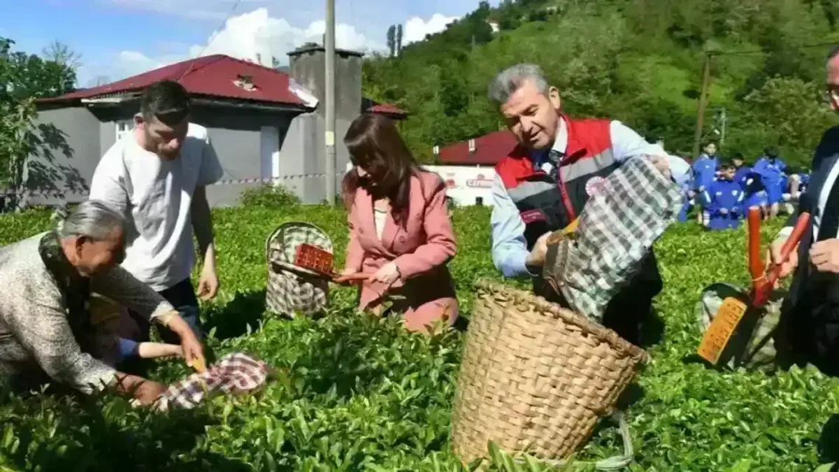 Artvin’de geleneksel çay hasadı başladı
