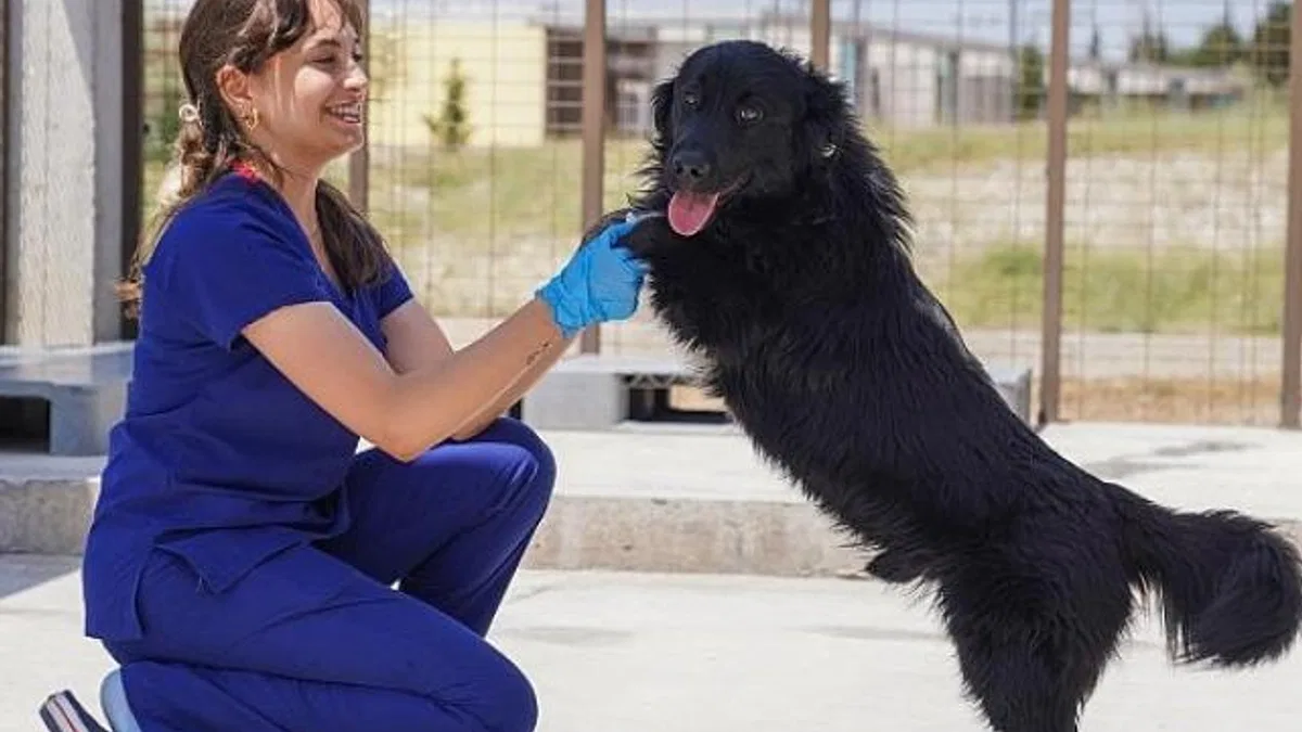İzmir’de sahiplenilen hayvanlar ücretsiz kısırlaştırılacak