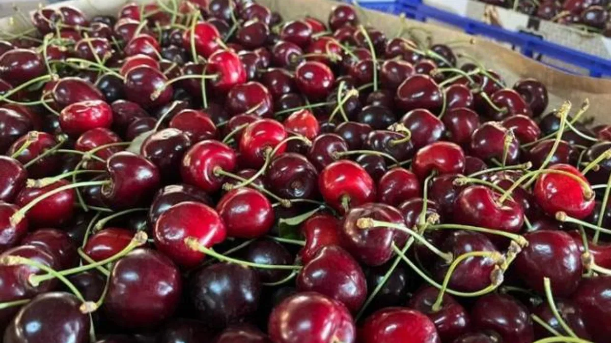 Keles Kirazı hasadı başladı! İşte ihracat fiyatı…