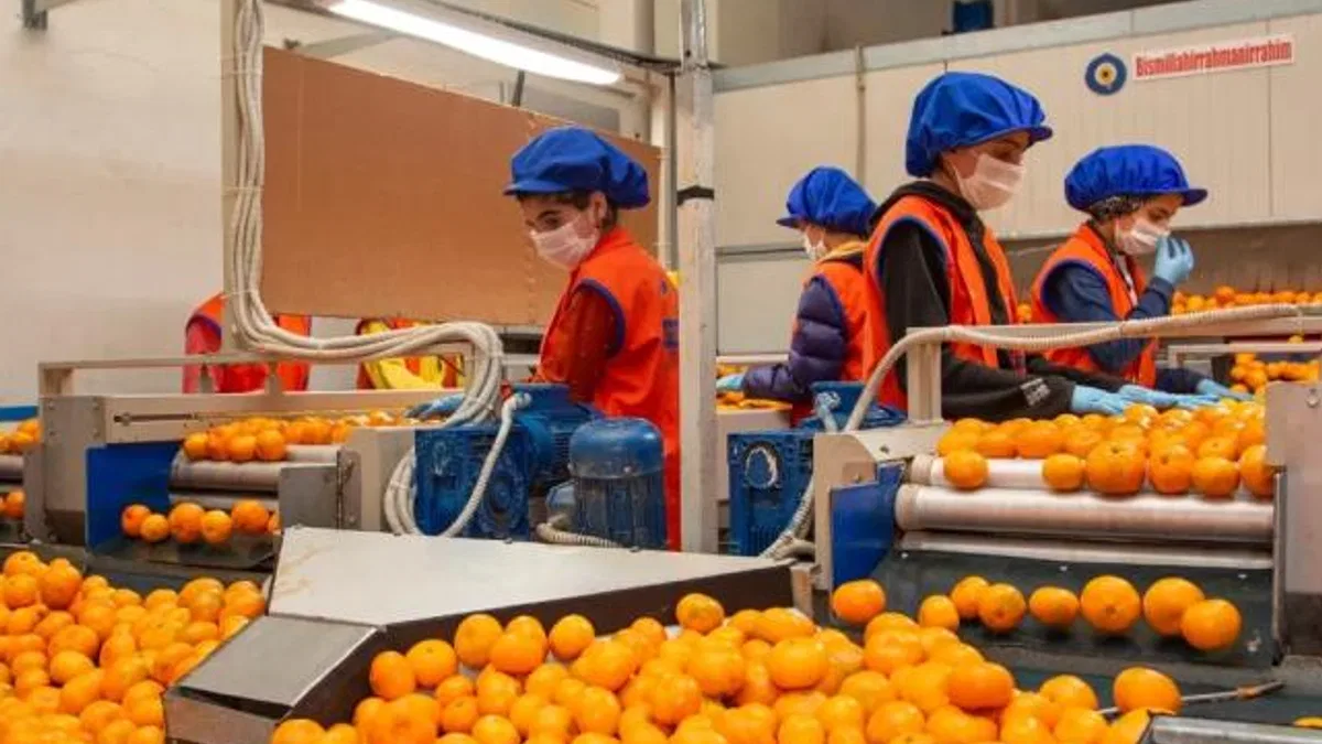 Satsuma mandalinanın yolculuğu 17 Ekim’de başlıyor