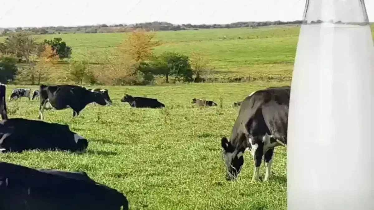 Türkiye çiğ süt üretiminde dünyada ilk 10’da