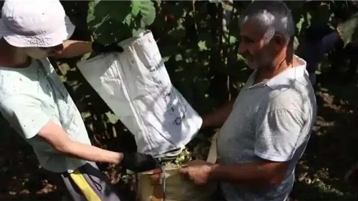 Ordu’da fındık hasadı için işçi başvuruları sürüyor