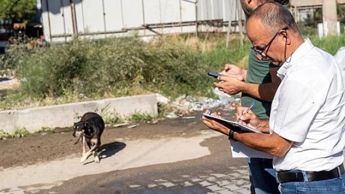 Sahipsiz Köpek Popülasyonu Yönetimi İzmir Eylem Planı uygulanıyor