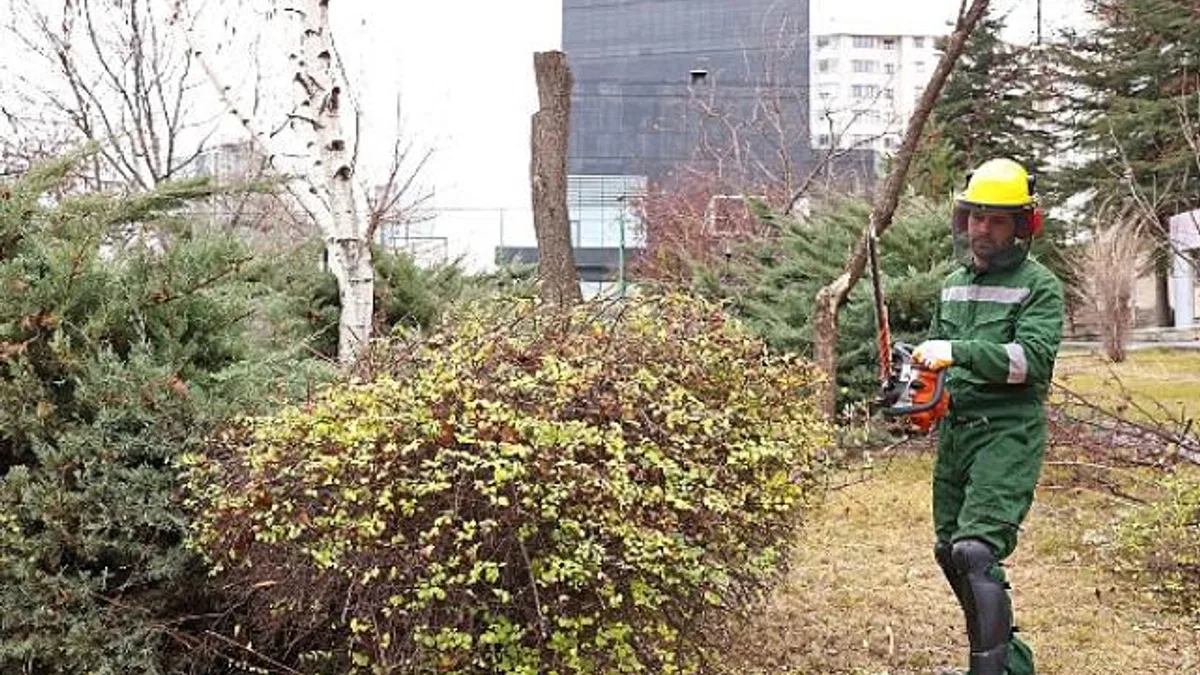 Çankaya’da ağaçlar bahara hazırlanıyor: Parklarda budama çalışmaları devam ediyor