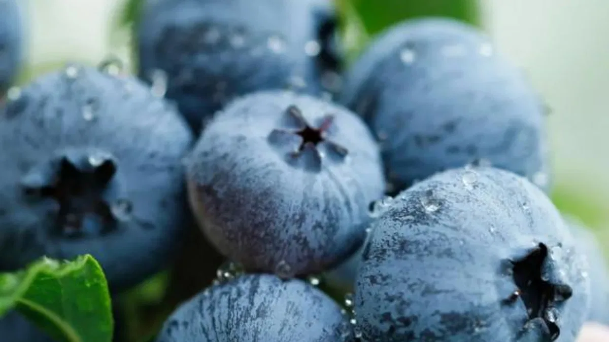 Yaban Mersini üreticileri için Bursa’da tek çatıda… Uludağ Blueberry Birliği kuruldu