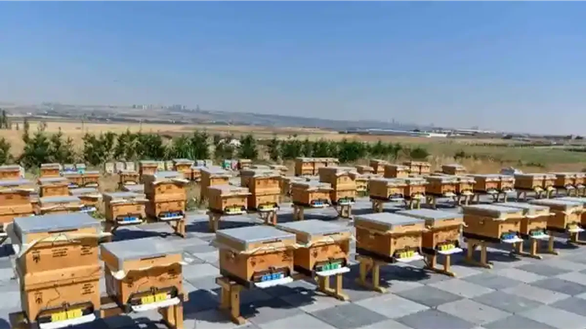 ABB’den arıcılığa büyük destek