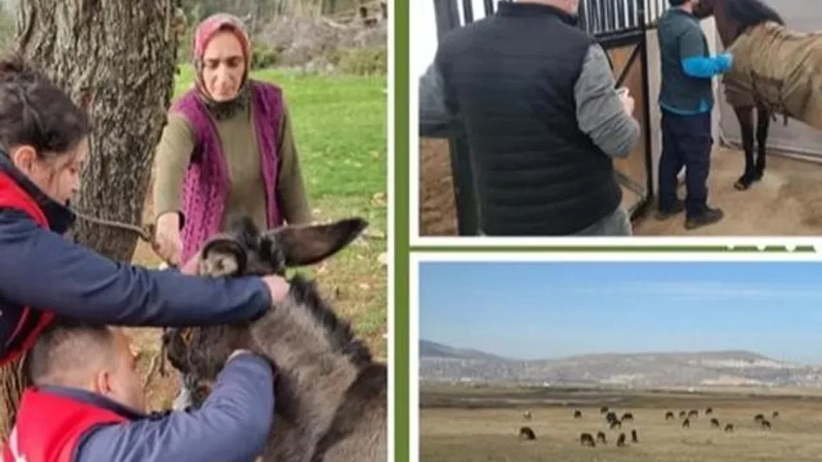 Afrika at vebası için ülke genelinde tarama başlatıldı