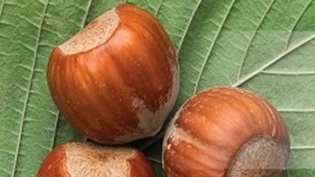 TMO fındık alımlarına başladı