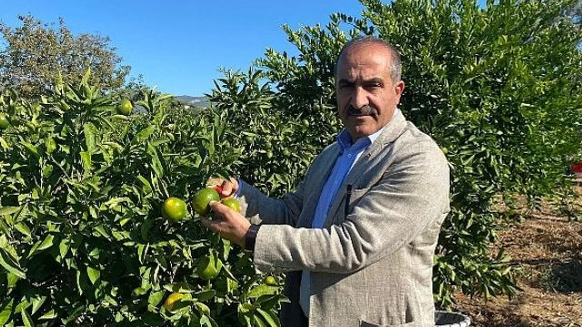 Satsuma mandalinanın ihracat yolculuğu 18 Ekim’de başlıyor
