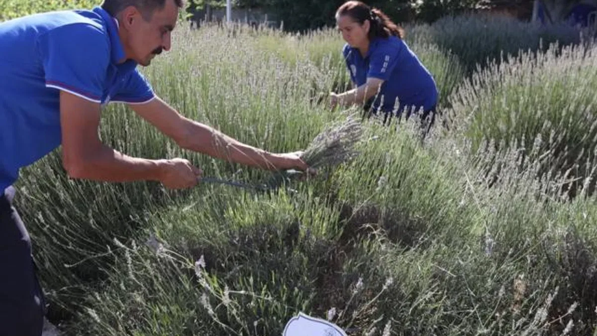 Muğla’da aromatik üretim ekonomiye katkı sağlıyor