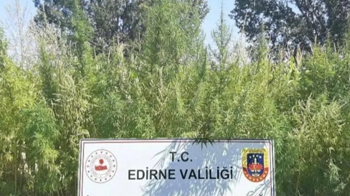 Edirne’de 159 bin kök kenevir ele geçirildi