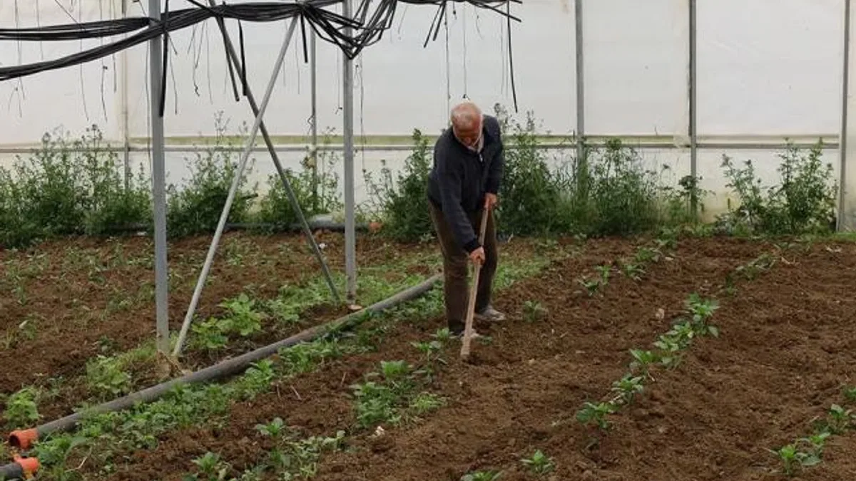 Kocaeli’nde üreticilere yüzde 50 hibeli modern sera desteği