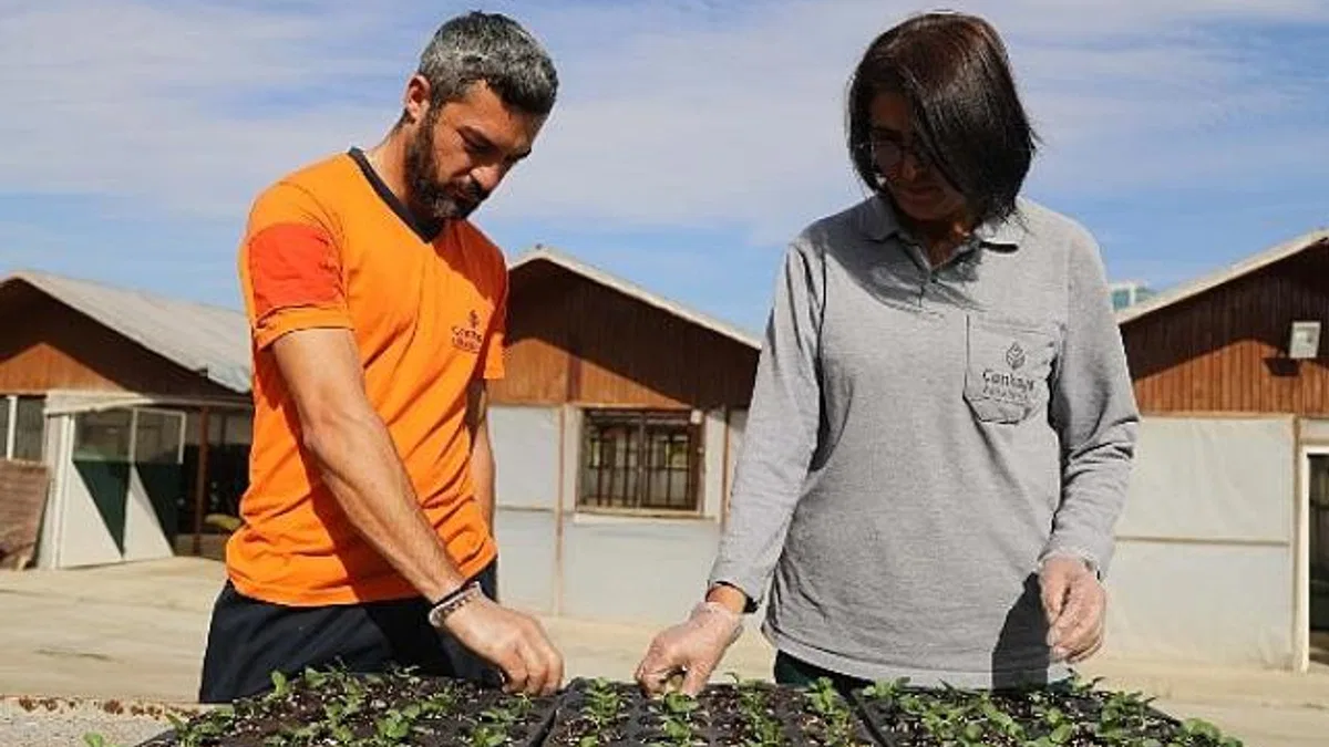 Çansera’da Kışlık Çiçek Üretimi Başladı