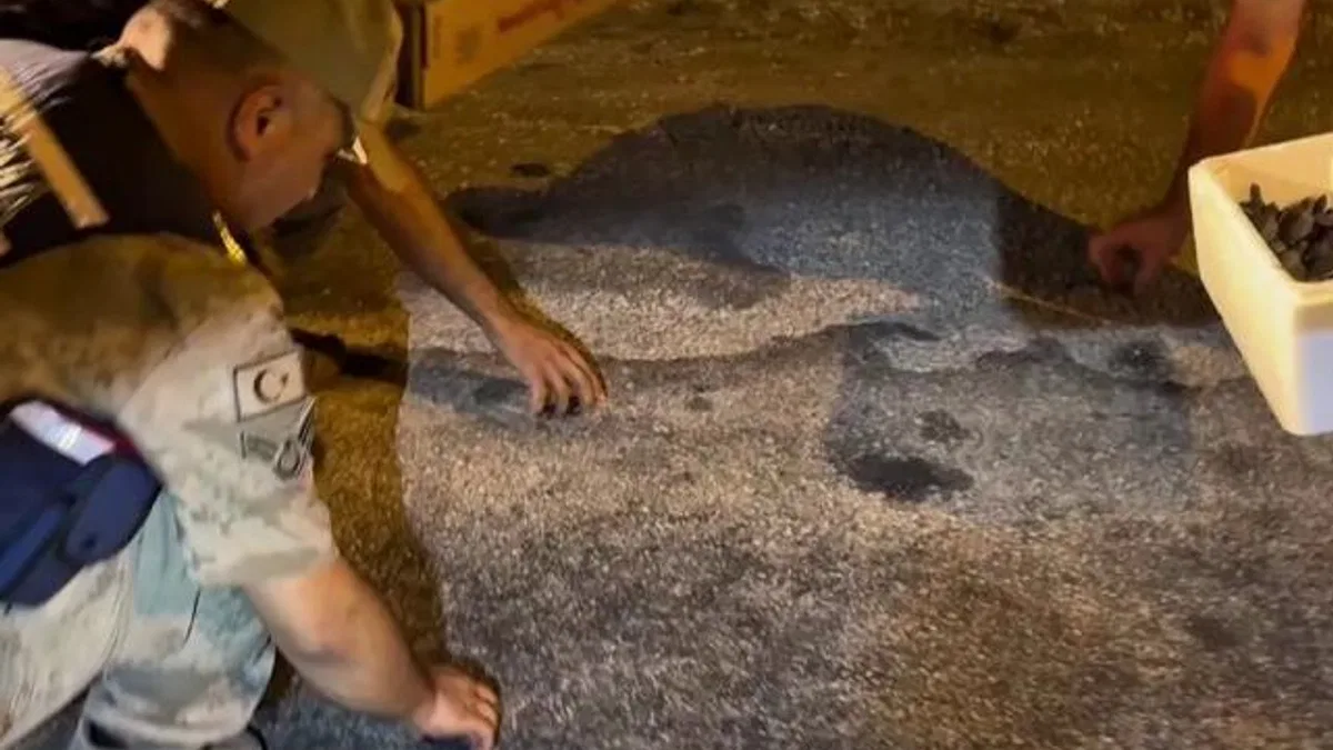 Samandağ’da yavru ‘caretta caretta’lar Jandarma eliyle denize ulaştı