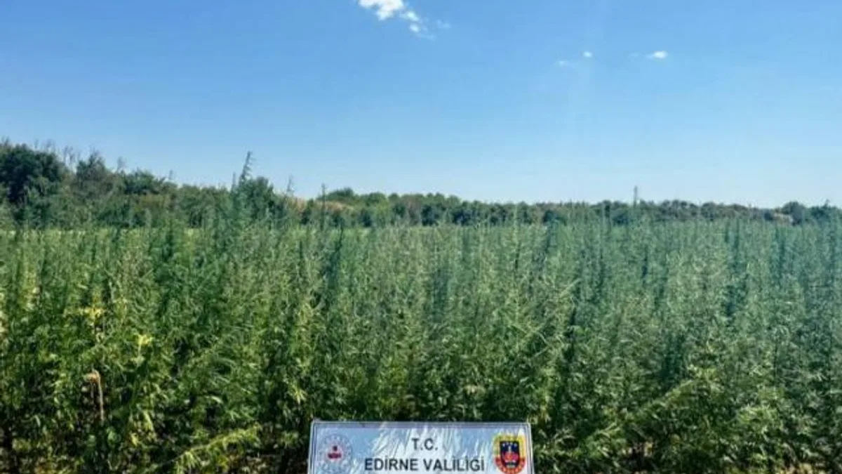 2 milyondan fazla kök kenevir bitkisi yakalandı