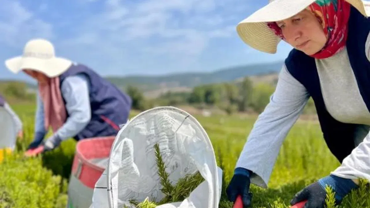Kocaeli’de biberiye hasadı başladı