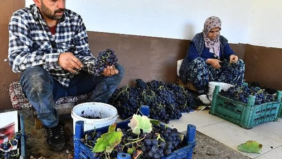 İzmir Büyükşehir Belediyesi 10 ton Kavacık üzümü dağıtıyor