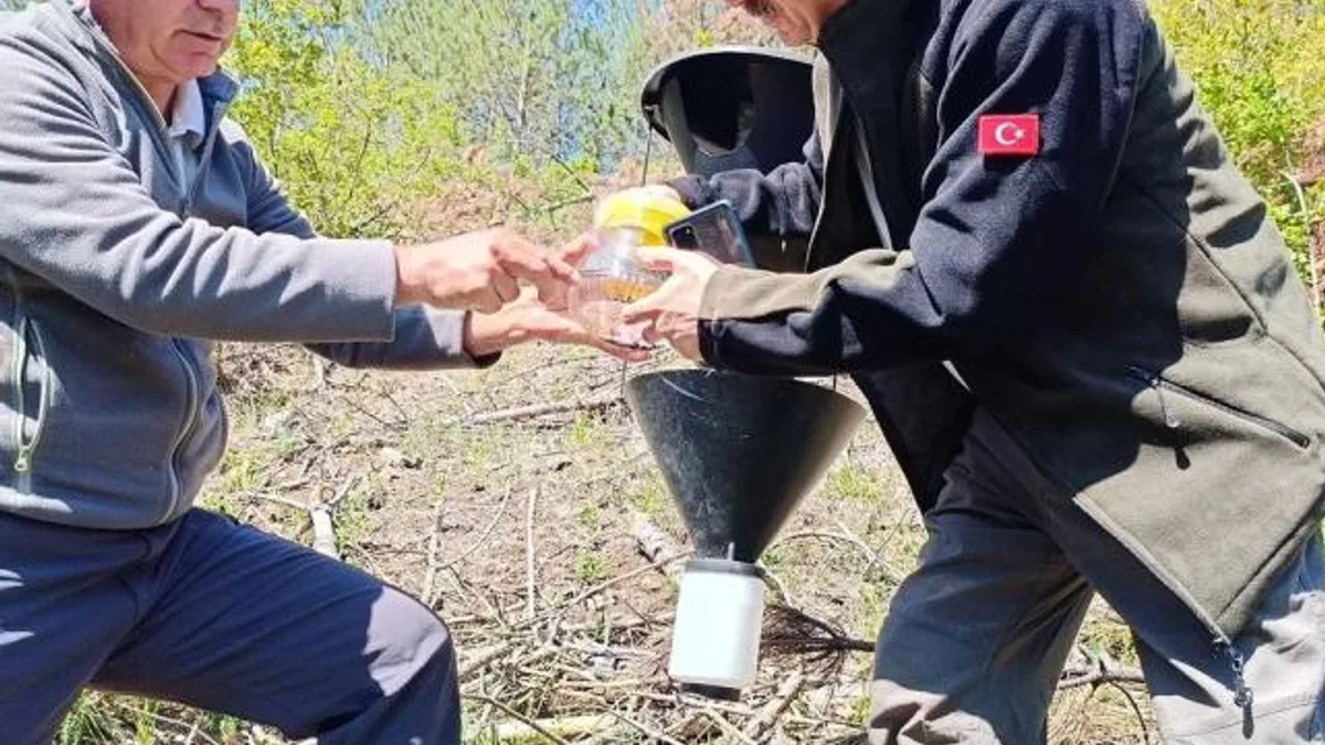 Bursa’da kabuk böceklerine karşı biyolojik mücadele başladı