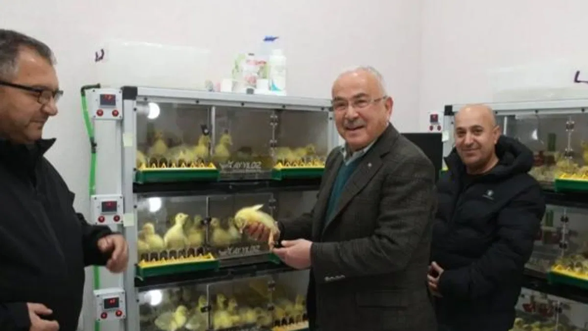 Ordu’da kaz yetiştiriciliği artıyor