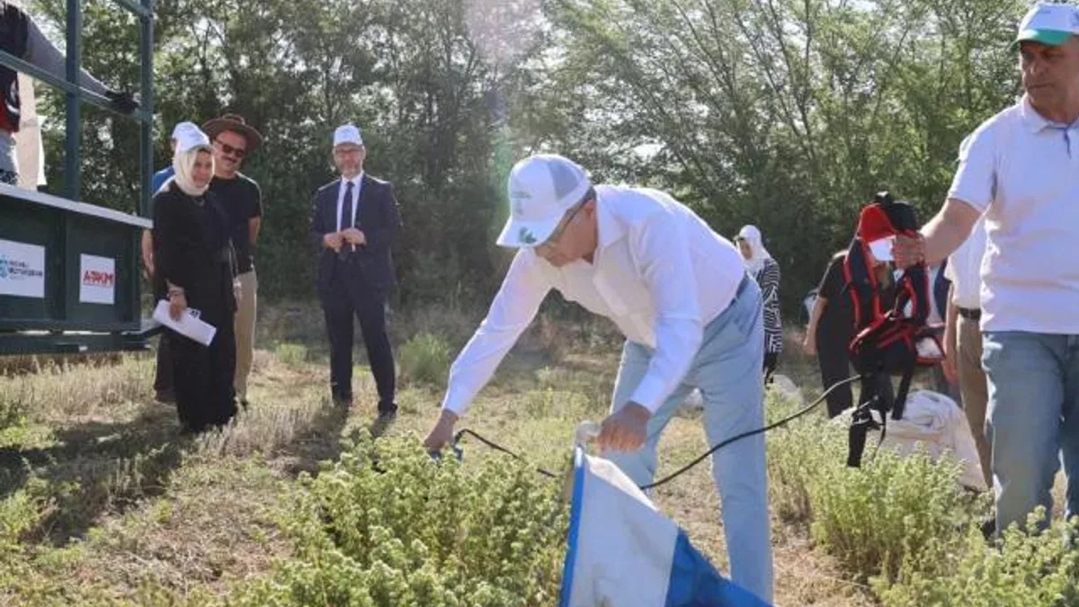Kocaeli’de kekik hasadı başladı