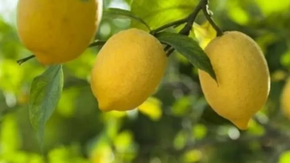 Ticaret’ten limon ihracatına geçici kısıtlama!