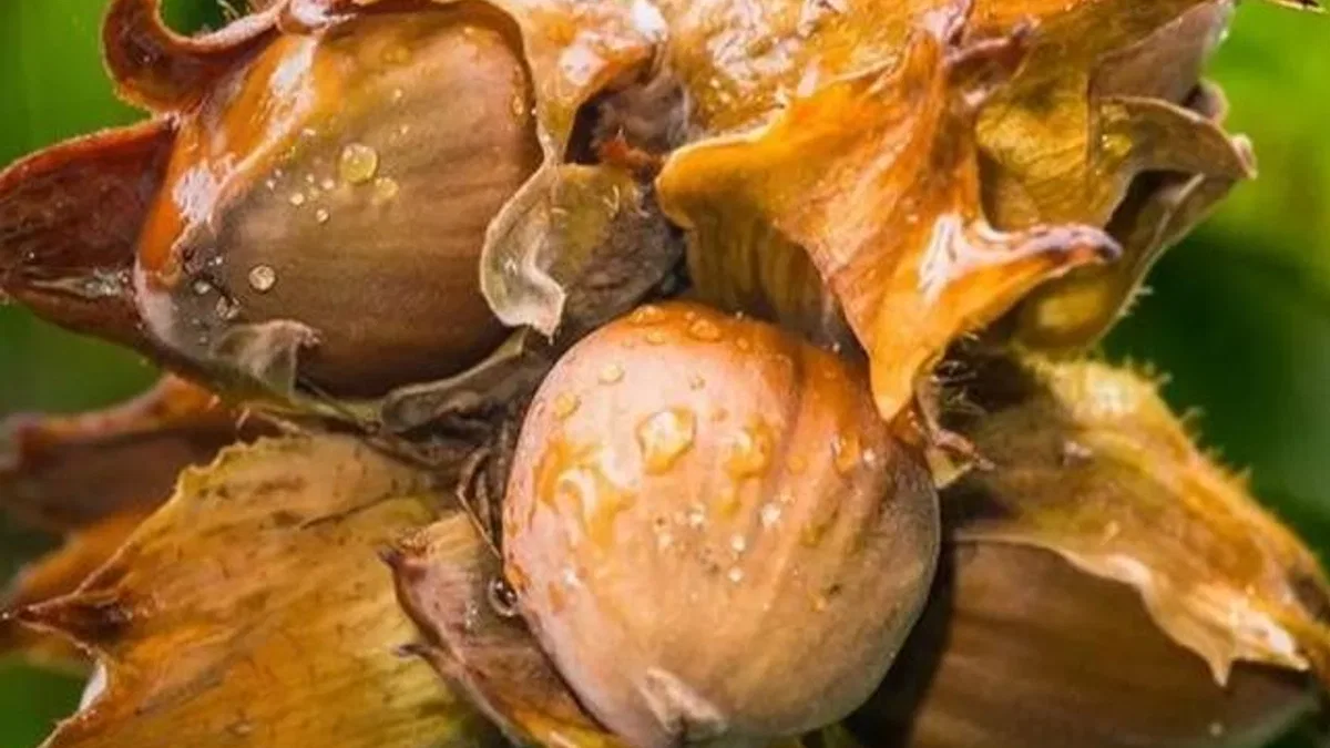 Fındık yeterlilik derecesinde zirvede