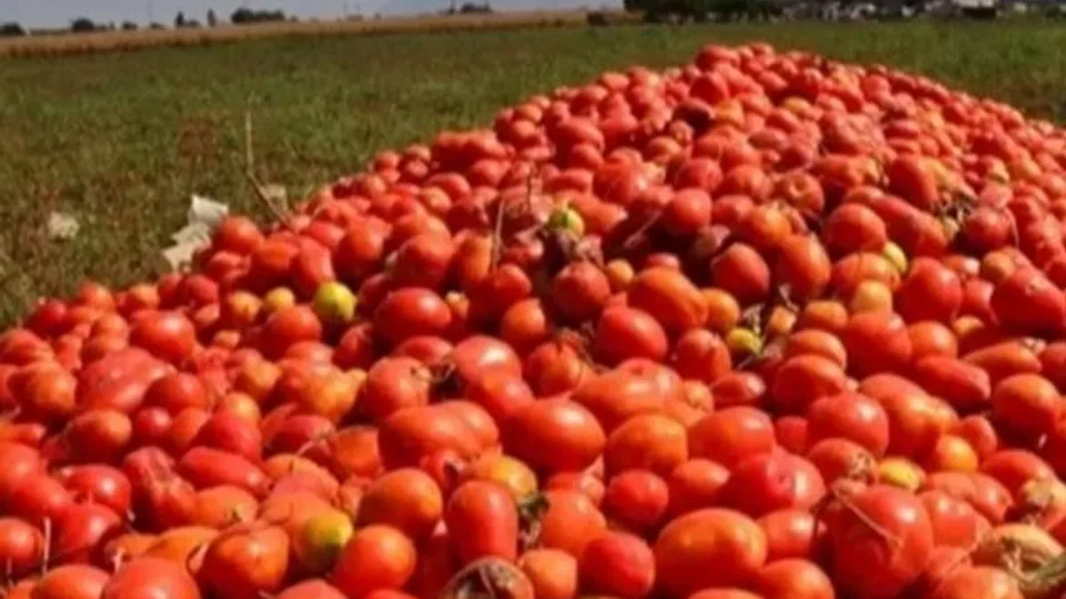 Bursa’da salça sezonu sürüyor